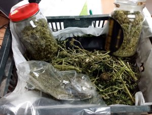 na zdjęciu widać w plastikowej skrzynce dwa słoiki z suszem roślinnym i zabezpieczony susz koloru zielonego