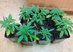 zabezpieczone krzaki konopi