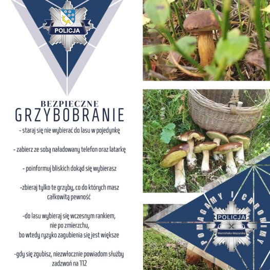 Zasady bezpiecznego grzybobrania według Policji